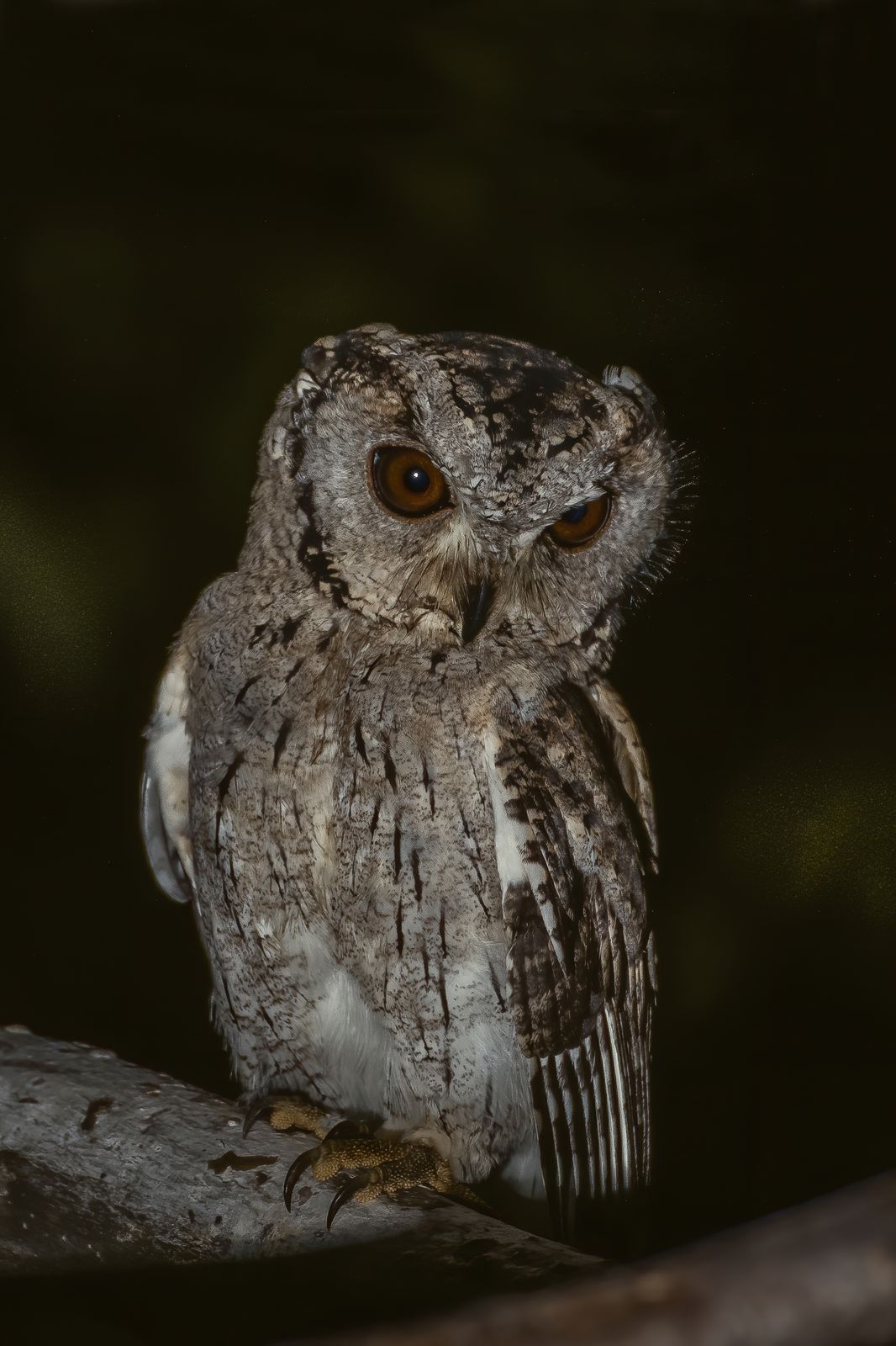 Indian scops owl (1)